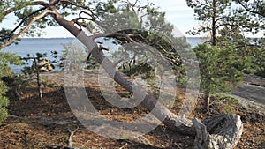 The fallen birch tree on the forest with the roots crawling on the ground