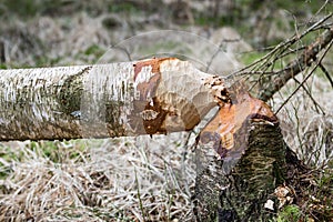 Fallen birch tree in woods gnawed by beavers
