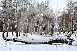 Fallen birch in winter forest