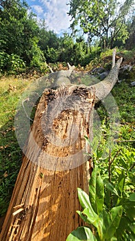 Fallen black walnut tree struck by lightening