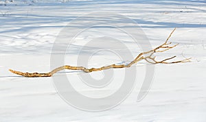 A fallen branch on snowy and icy ground