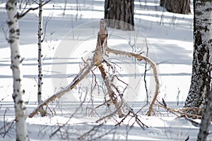 Fallen branch in the winter forest