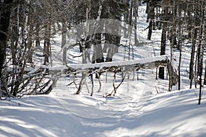 Fallen branch in the winter forest