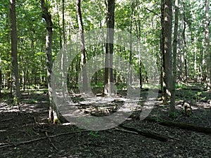 Fallen branches in the forest or woods with green leaves