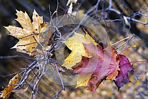 Fallen bright multi-colored maple leaves on the branches of other trees