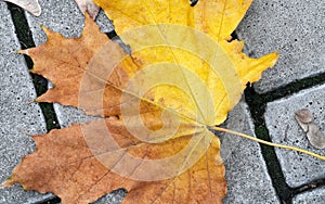 Fallen bright yellow maple leaf on the old pavement. Closeup