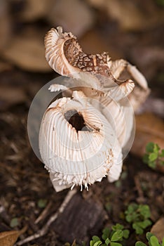 Fallen broken mushroom