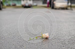 Fallen broken rose lies on the wet asphalt after the rain