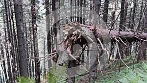Fallen and Broken by Strong Wind Tall Tree in a Mountain Dense Coniferous Forest.