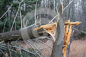 Fallen, broken tree from hurricane damage