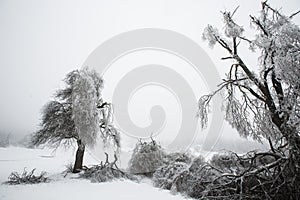 Fallen and broken trees covered with sleet