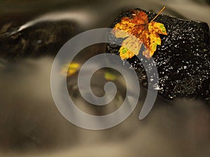 Fallen broken yellow maple leaf in stream. Autumn castaway on wet slipper stone in cold blurred water