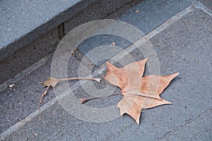 Fallen brown dried maple leaf on a stone floor