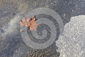 Fallen Brown Leaf in a Puddle on Pavement