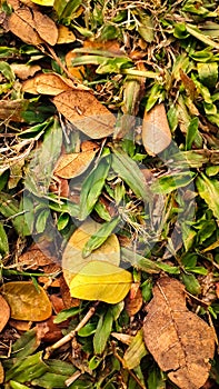 Fallen brown and yellow dry leaves on green grass background.