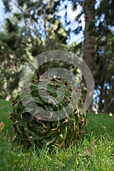 Fallen Bunya pine cone