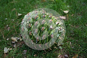 Fallen Bunya pine cone