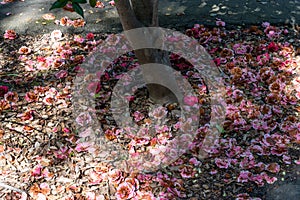 Fallen camellia flowers under a large camellia tree in springtime photo