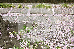 Fallen cherry blossoms