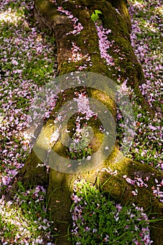 Fallen cherry blossoms at the moss-grown root of a tree at sunshine.