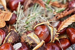 Fallen chestnuts and leaves