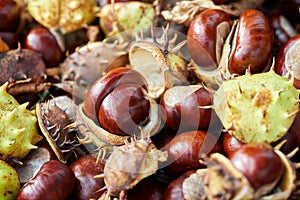 Fallen chestnuts and leaves