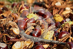 Fallen chestnuts and leaves