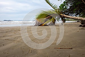 A fallen coconut tree due to sea erosion along beach at Pantai Beringgis, Sabah, Malaysia