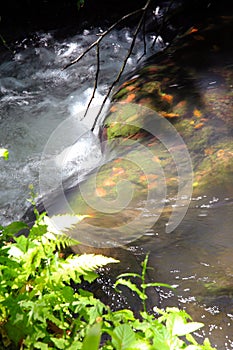 Fallen colored autumn leaves immersed in the transparent water of the waterfall, Forre di Corchiano, Viterbo, Lazio, Italy