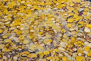 Fallen colored leaves on the water surface. Colorful autumn background.