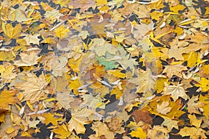 Fallen colored leaves on the water surface. Colorful autumn background.