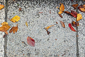 Fallen colorful autumn leaves on light grey granite stone pavement texture background, Kyoto