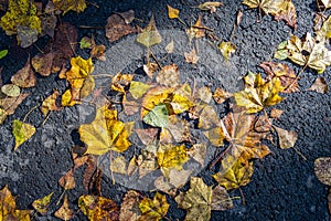 Fallen colorful leaves.