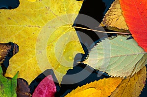 Fallen colorful leaves surface on the water in the autumn season.