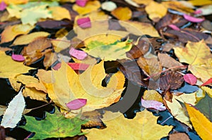 Fallen colorful leaves surface on the water in the autumn season.