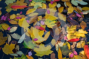 Fallen colorful leaves surface on the water in the autumn season.