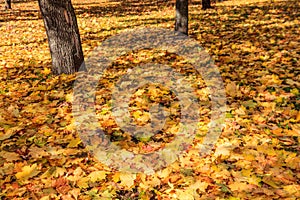 Fallen colorful maple leaves on ground in autumn city park