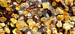 Fallen colorful yellow orange leaves in dark puddle of water in sunshine as beautiful golden autumn background.