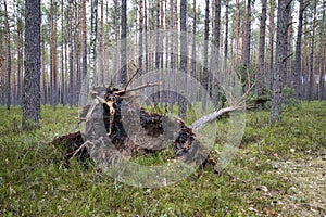 A fallen conifer in a pine forest