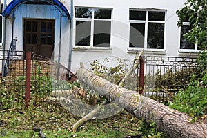 Fallen cottonwood on school fence