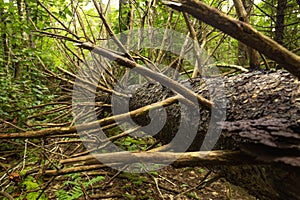 Fallen, dead, red spruce tree on Mt. Sunapee, New Hampshire