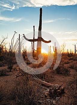 Fallen dead saguaro in front of live ones at sunset in Arizona desert