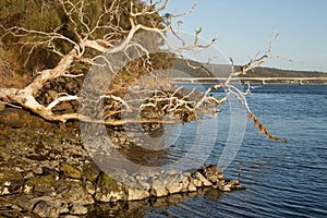 Fallen dead tree on the banks of the Derwent river at Otago Bay