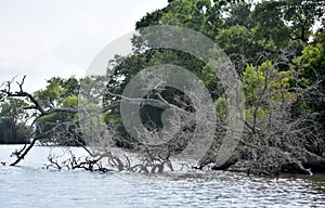 Fallen Dead Tree in the River in Louisiana