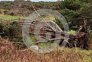 Caduto morto un albero radici un suolo 