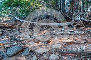 Fallen dead tree on the shoreline