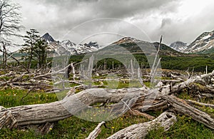 Fallen dead trees at Martial Mountains, Ushuaia, Argentina