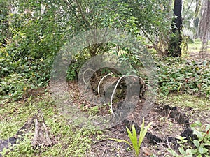 The fallen decompose tree trunk on the ground