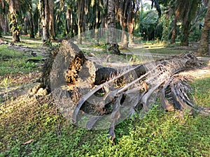 The fallen decompose tree trunk on the ground