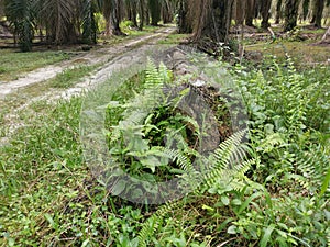 The fallen decompose tree trunk on the ground